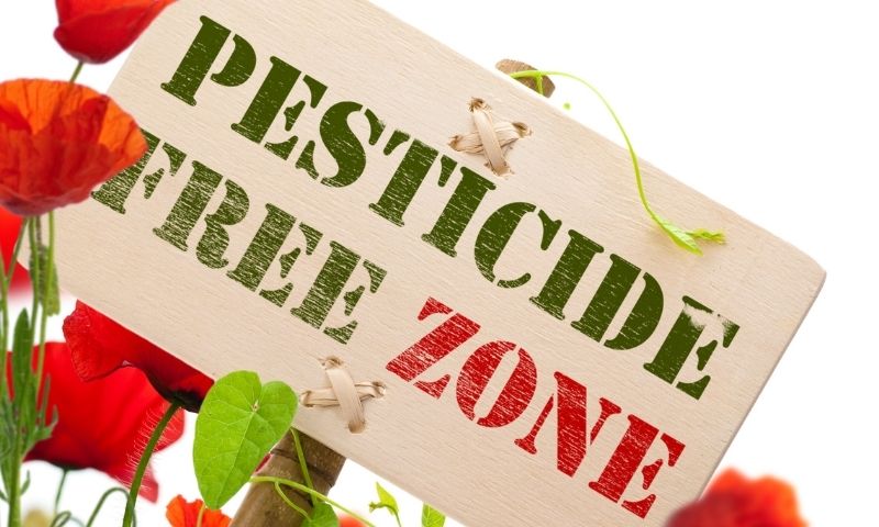 Hydrokultur - Frei von Pestiziden